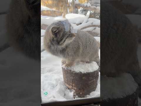 shorts オニクの食べ残し無いかチェックニャ　マヌルネコのナゴムくん　那須どうぶつ王国にて　2026年1月12日 サムネイル