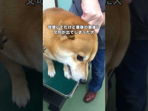 外耳炎のため病院に行って薬を塗布してもらったら最後の最後に我慢できなくなってしまった犬 柴犬 外耳炎 柴犬のいる暮らし…