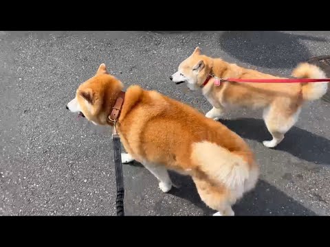 柴犬福 柴友と会った柴犬🤩Shiba-Friend🤩