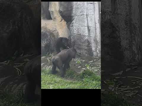 little gorilla brothers Jabali 5y6m old & Ringo 4y11m old.… サムネイル