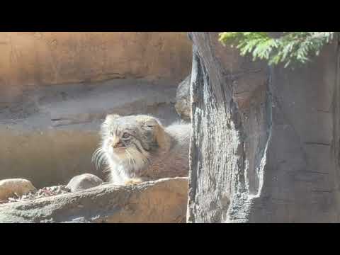 アブリコースちゃん登場〜！！　マヌルネコ　2026年3月1日 サムネイル