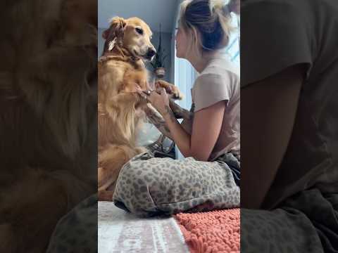 dog-tor coby to rescue🛟goldenpup puppy goldenpupppy dogbree… サムネイル