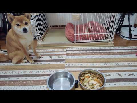 今流行りの「飲み込んでるところは映さない」やつ　柴犬小夏　みなとのもり公園 サムネイル