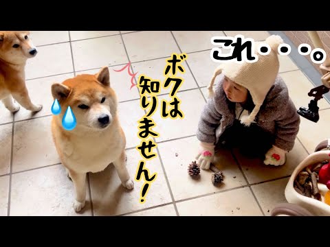 ２歳児の宝物を壊し、妹柴に犯行を擦り付けるも証拠を掴まれてた柴犬 サムネイル