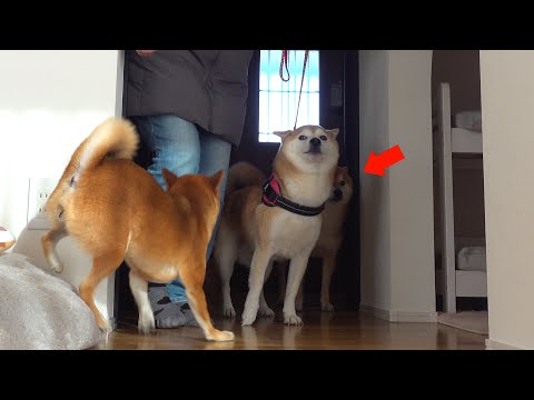 ママを救いに来た長女の登場で‥柴犬ハチ、涙目に。 サムネイル