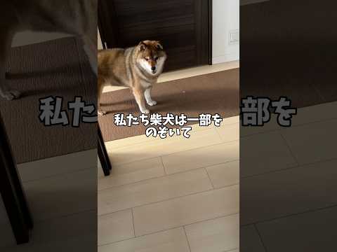 柴犬は家の中でトイレしないって本当?