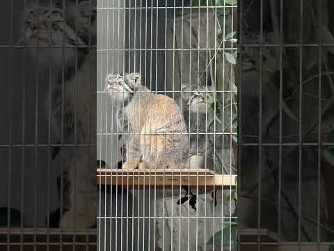 shorts 16時頃になって やっと動き出したエルくんとミーニャちゃんの息子たち　マヌルネコ　東山動植物園にて　20… サムネイル