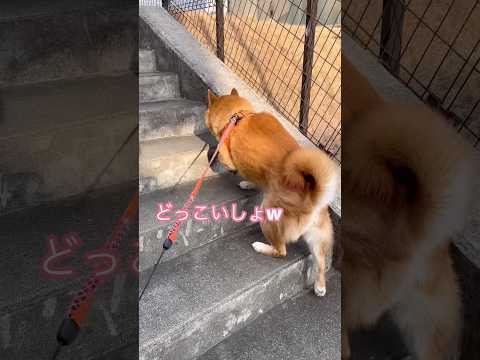うさぎ飛びとどっこいしょ🐶 dog パグ 柴犬 shibainu doggie walking 散歩 pug shib… サムネイル