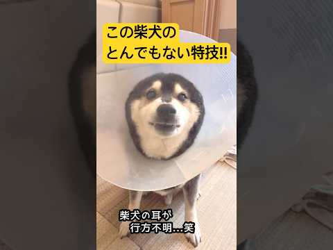 【衝撃】耳なし柴犬のとんでもない特技 サムネイル