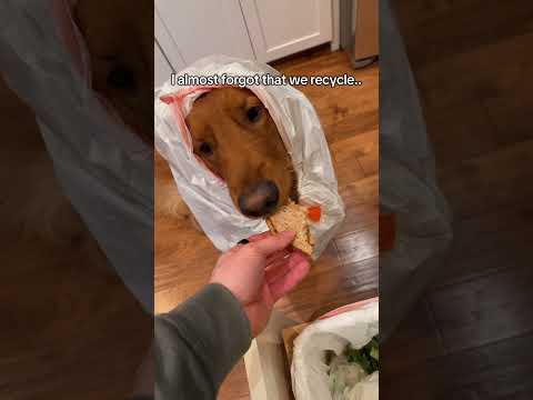 A garbage disposal that can handle anything 😂 サムネイル