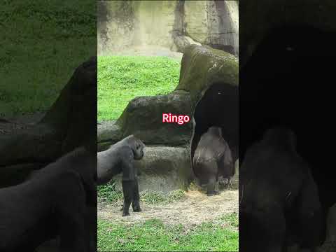 nap seating arrangement.Gorilla D'jeeco family.shorts. 喬午睡位… サムネイル