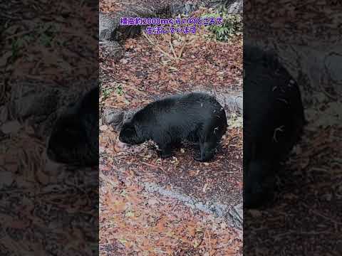 【よこはま動物園ズーラシア】メガネグマのミユキ🐻飼育員のとっておきタイム！　shorts サムネイル