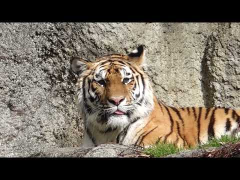 舌👅出てるよ❣️サーシャ　アムールトラ🐯　浜松市動物園　00094 サムネイル