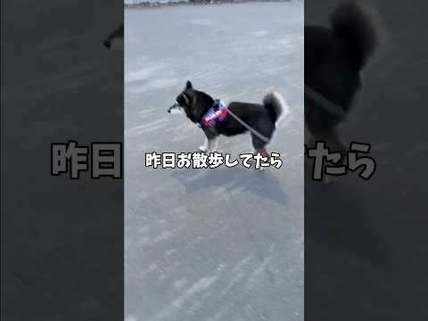 散歩中の黒柴🐕がピンチ！眼前に出現したものとは… サムネイル