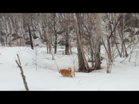 ミントの大冒険 がライブ配信中！ サムネイル