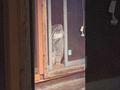 shorts 覗くロータスくん　マヌルネコ　埼玉県こども動物自然公園　2026年3月6日 サムネイル