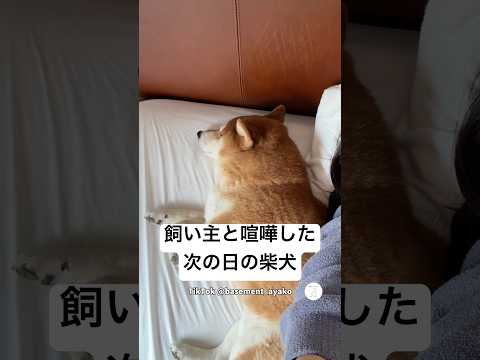 愛犬と喧嘩した翌日、いつも来ないのに隣で寝てた　　柴犬　犬　かわいい犬 犬のいる暮らし かわいい サムネイル
