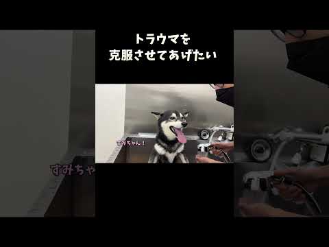 トラウマを克服させてあげたい サムネイル