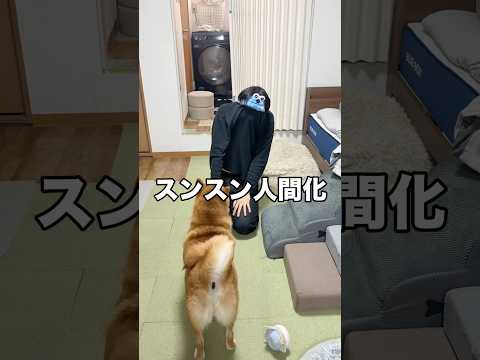 そろそろ怒られそう　柴犬 スンスン shorts サムネイル