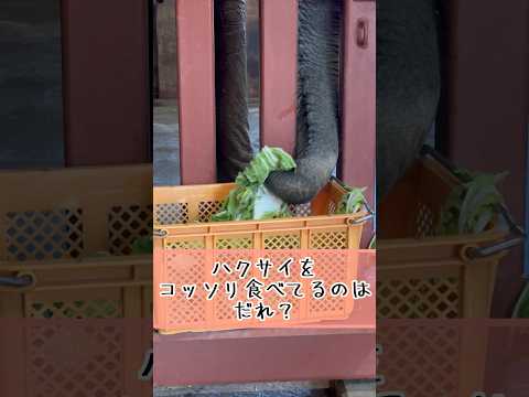 コッソリ食べてるのはだれ？　東武動物公園 動物 動物園 かわいい 癒し animals zoo 白菜  ゾウ アフリカ… サムネイル