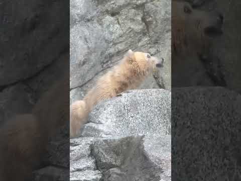 shorts はしゃいじゃうモモ太くん🤭　  ホッキョクグマの仔　秋田県男鹿水族館GAOにて2026年5月1日