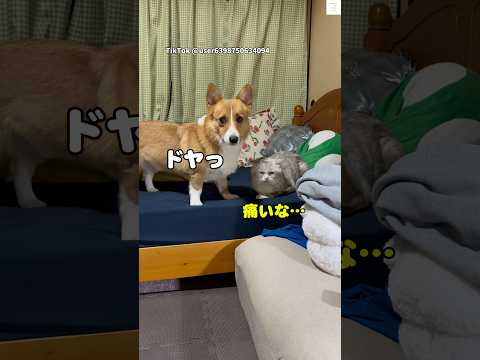 チューして満足そうな犬と、痛くて固まる猫　　コーギー　犬　猫　犬と猫 面白い サムネイル