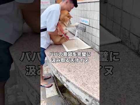 言わなくともパパの意図を完璧に汲み取る柴犬に頭が上がらない 柴犬 赤柴 拒否柴 柴犬のいる暮らし サムネイル