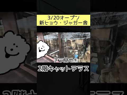 【3/20ヒョウ・ジャガー舎リニューアルオープン🐆】2階キャットテラスをチラ見せ！東武動物公園 動物園 zoo ヒョウ… サムネイル