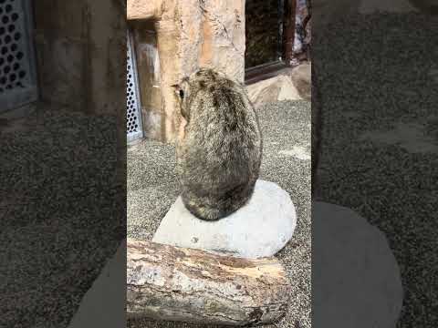 shorts アムールヤマネコのビワくん　那須どうぶつ王国　IMG 9936 サムネイル