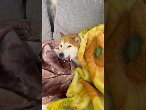 寝てる邪魔をされイラつく柴犬　しばいぬ 柴犬 shibainu