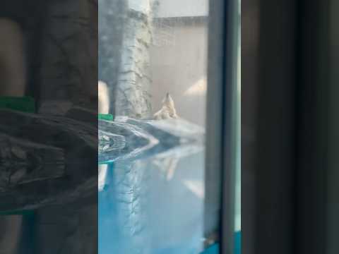 shorts   ホッキョクグマの親子 モモちゃんとモモ太くん　秋田県男鹿水族館GAOにて2026年4月30日 サムネイル