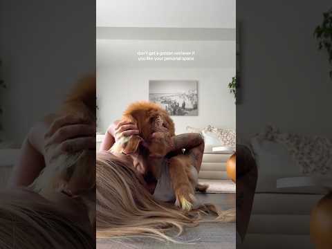 coming home to my golden retriever❤️india retreiver dog pup… サムネイル