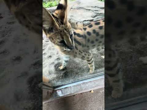 #shorts サーバルキャットのイアちゃん　那須どうぶつ王国　IMG 0009 サムネイル