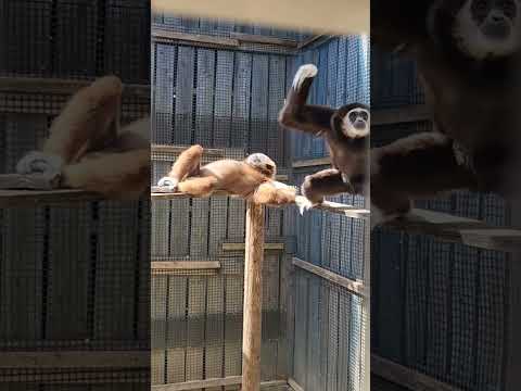 毛づくろいする気ある？　シロテテナガザル　東武動物公園　zoo  動物園  animals