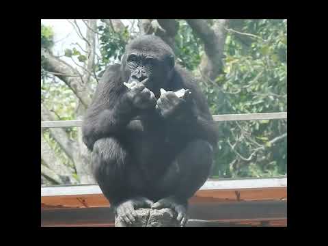 little gorilla Ringo 4y9m old eat cabbage. shorts R坐柱吃高麗菜 3…