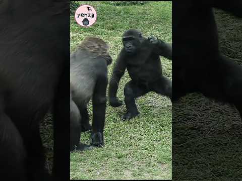 fynny gorilla 🤣🤣🤣 金剛猩猩 taipeizoo cuteanimals  shorts サムネイル