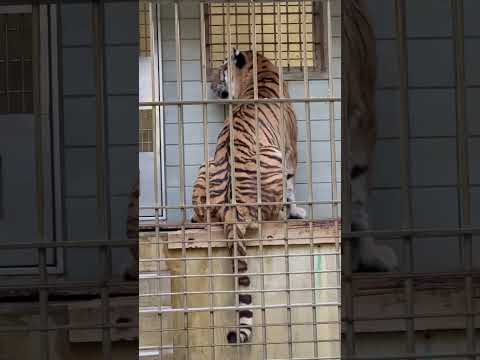 shorts 肉足りないゾーっと言ってそうなソーンさん😅　アムールトラ　浜松市動物園にて　2026年2月15日