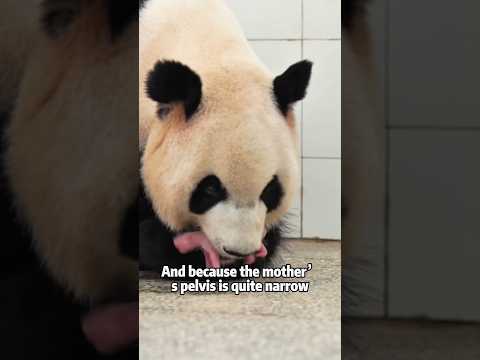 Panda Newborns: As Tiny as a Mouse! 🐭🐼animals cute science… サムネイル