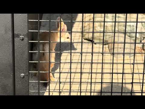 フェネックさん　起きてた〜　ごかつら池どうぶつパーク　2026年1月24日