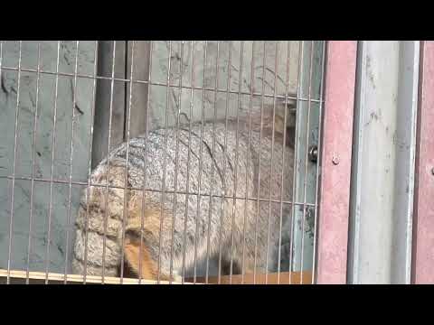 カラスにアニャニャニャ☺️ マヌルネコのこども　東山動植物園にて　2025年12月12日 サムネイル