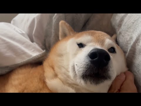 柴犬福 おばあさんの布団で寝坊して母に起こされるマザコン柴犬🤣Ovessleep Shiba Inu🤣 サムネイル