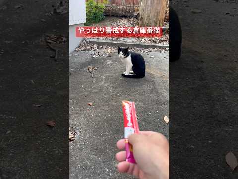やっぱり警戒する倉庫番の猫 ねこのいる生活 保護猫