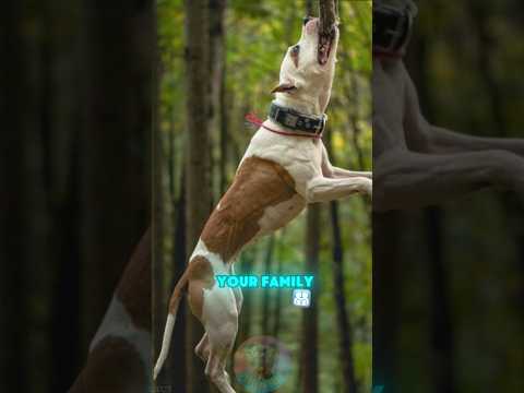 Top 3 Ways to Train Your Pitbull to Protect Your Family sho… サムネイル