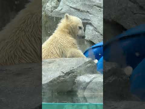shorts ドラム缶型オモチャと格闘するモモ太くん　  ホッキョクグマの仔　男鹿水族館GAOにて　2026年5月22日 サムネイル
