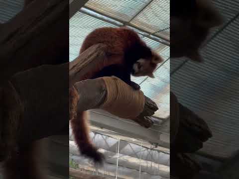 shorts レッサー姉妹　レッサーパンダ　神戸どうぶつ王国にて　2025年12月28日 サムネイル