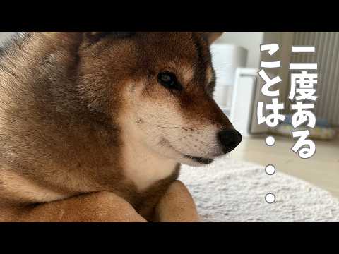 柴犬12歳花さんの長い1日・・・ サムネイル