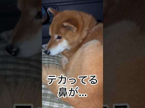 ’26.3.29 力丸は、ツンツン・テカテカ… 柴犬 shibainu 柴犬のいる暮らし 柴犬の日常 車中泊犬 力丸 サムネイル