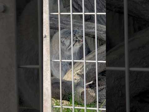 shorts エルくん アニャニャニャーしながら登場〜　マヌルネコ　東山動植物園にて　2026年3月14日 サムネイル