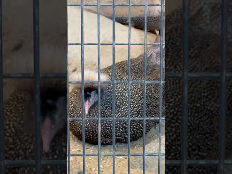 shorts カンムリセイラン　野毛山動物園にて　2025年12月6日
