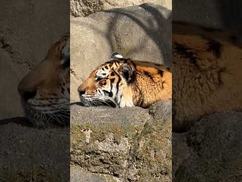 shorts 私の受け持ち時間はあと15分ネェ〜なローラさん　アムールトラ　浜松市動物園にて　2026年2月15日 サムネイル